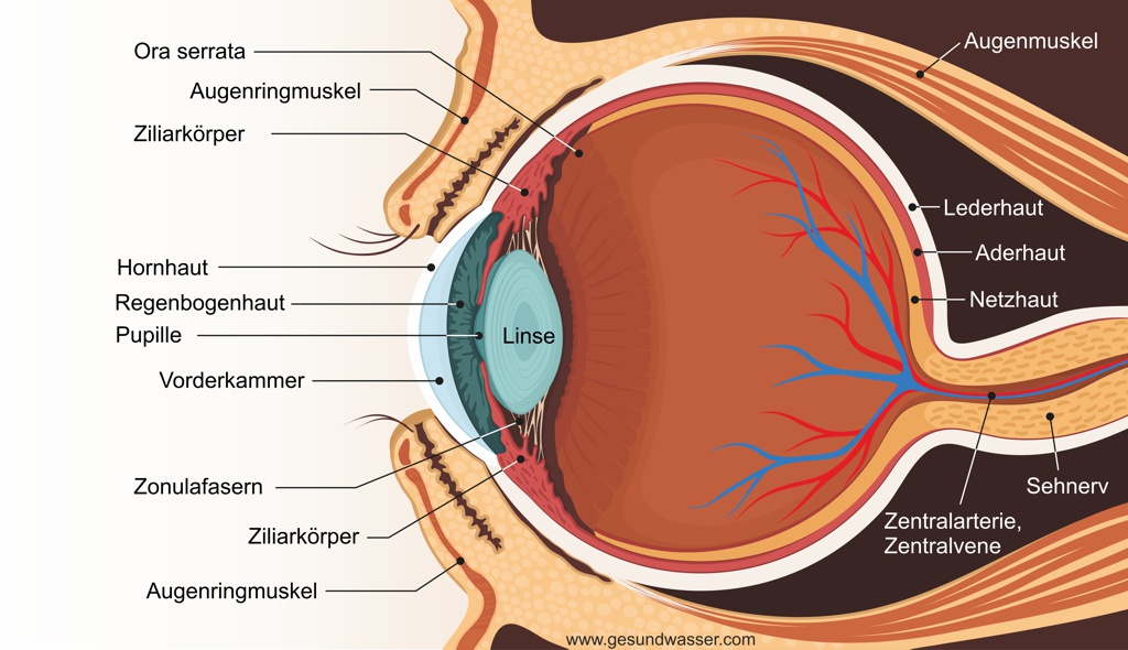 Auge Aufbau