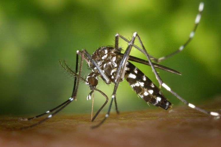 Mücke der Gattung Aedes